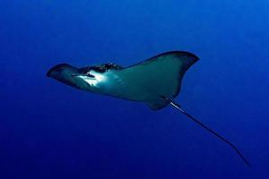 manta raya águila mientras bucea en maldivas foto