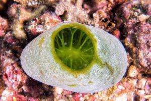 macro de primer plano de chorro de mar mientras se bucea en indonesia foto