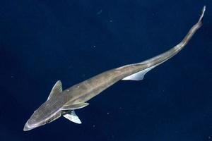 remora suckerfish on blue ocean background photo