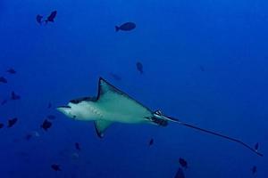 manta raya águila mientras bucea en maldivas foto