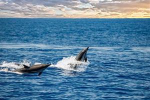 Dolphin while jumping in the sea at sunset photo