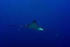 manta raya águila mientras bucea en maldivas foto