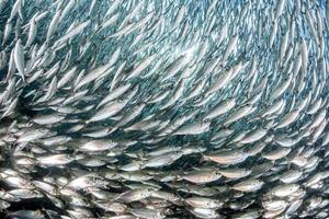 cardumen de sardinas bajo el agua foto