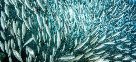 cardumen de sardinas bajo el agua foto