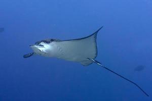 manta raya águila mientras bucea en maldivas foto