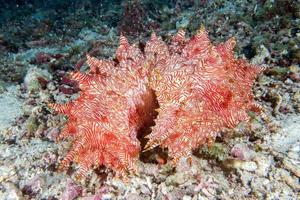 giant Red holothurian underwater while diving indonesia photo