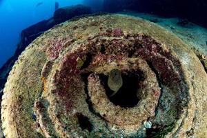 eel mooray ionside a tire in Ship Wreck photo