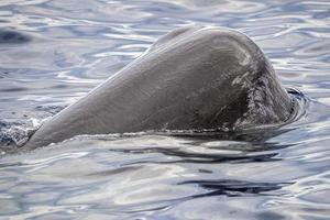 Sperm Whale at sunset in mediterranean Sea photo