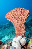 Giant sponge in the blue background while divinig Indonesia photo