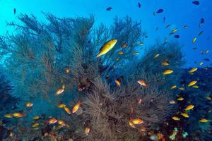 Maldives corals house for Fishes photo