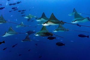 manta raya águila mientras bucea en maldivas foto