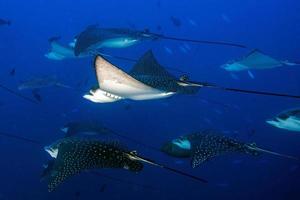 manta raya águila mientras bucea en maldivas foto