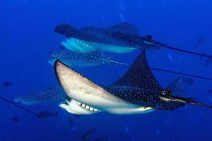 manta raya águila mientras bucea en maldivas foto