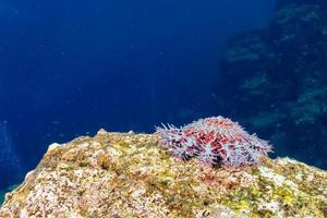 sea stars in a reef colorful underwater landscape photo