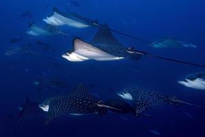 manta raya águila mientras bucea en maldivas foto