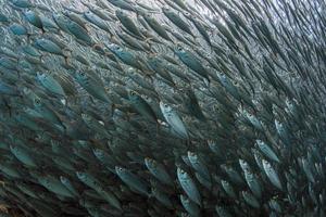 entrando dentro de un cardumen de sardinas bajo el agua foto