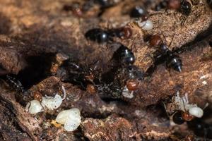 Red head ant honeypot Myrmecocystus close up macro photo