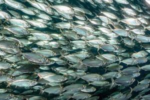 cardumen de sardinas bajo el agua foto