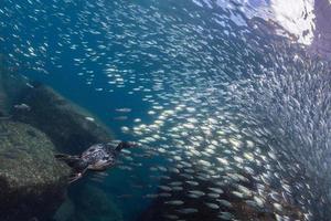 cormorant while fishing underwater in bait ball photo