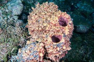 esponja gigante en el fondo azul mientras adivinas indonesia foto