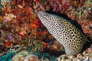 leopard eel mooray portrait photo