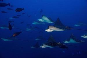 manta raya águila mientras bucea en maldivas foto