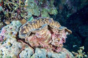 brown giant clam close up portrait underwater photo