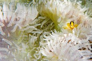 Clown fish inside red anemone in indonesia photo