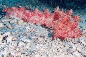 giant Red holothurian underwater while diving indonesia photo