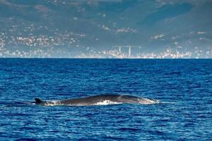 Fin Whale endangered specie rare to see photo