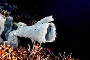 Giant sponge in the blue background while divinig Indonesia photo