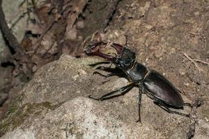 retrato macro de escarabajo ciervo negro foto