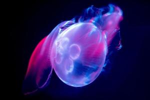 jellyfish isolated on black sea close up detail photo