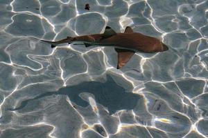 black tip shark underwater polynesia photo