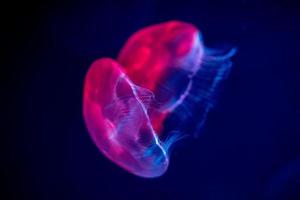 jellyfish isolated on black sea close up detail photo