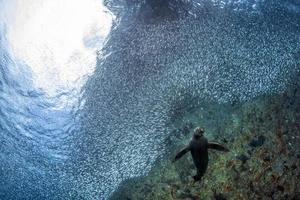 Puppy sea lion underwater hunting in sardines fish ball photo