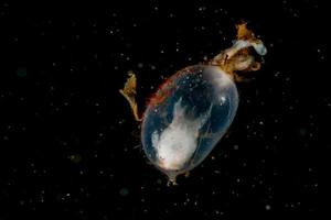 Baby newborn cuttlefish egg macro close up photo