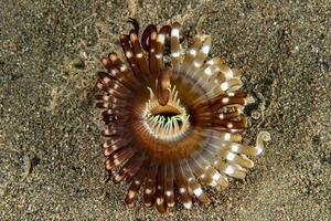 ceriantus gusano de flor de mar submarino en indonesia foto