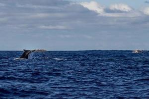 Humpback whale slapping tail in Moorea French Polynesia whale watching photo