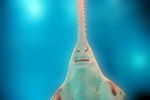 sawfish underwater close up detail photo