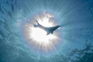 foca de león marino bajo el agua mientras bucea en galápagos foto