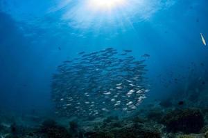 sardine school of fish underwater photo