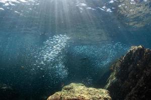 cormorant while fishing underwater in bait ball photo