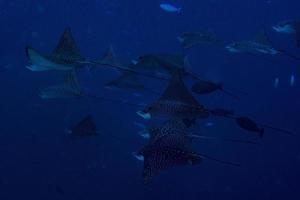 manta raya águila mientras bucea en maldivas foto