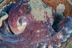 coconut octopus underwater portrait hiding in sand photo