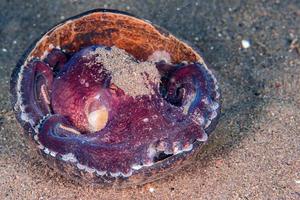 coconut octopus underwater portrait hiding in sand photo