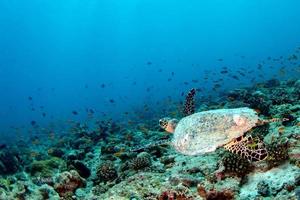 turtle swimming on the blue ocean photo