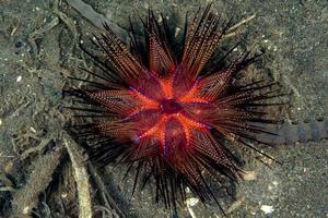 sea urchin underwater close up macro detail photo