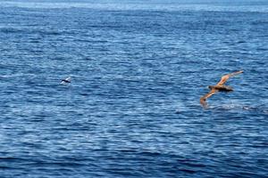 alcatraces piqueros marrones persiguiendo a un pez volador en el océano pacífico foto