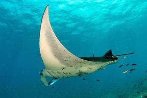 Manta in the blue ocean background portrait photo